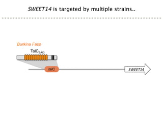 Learning from the pathogen towards tailored-sustainable resistance : the case study of Xanthomonas TAL effectors