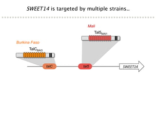 Learning from the pathogen towards tailored-sustainable resistance : the case study of Xanthomonas TAL effectors