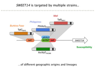 Learning from the pathogen towards tailored-sustainable resistance : the case study of Xanthomonas TAL effectors
