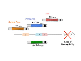 Learning from the pathogen towards tailored-sustainable resistance : the case study of Xanthomonas TAL effectors