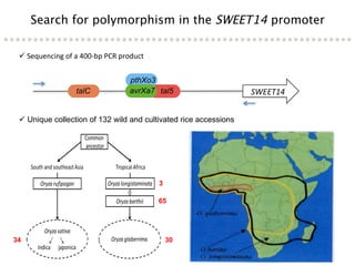 Learning from the pathogen towards tailored-sustainable resistance : the case study of Xanthomonas TAL effectors
