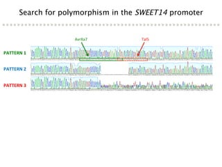 Learning from the pathogen towards tailored-sustainable resistance : the case study of Xanthomonas TAL effectors
