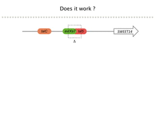 Learning from the pathogen towards tailored-sustainable resistance : the case study of Xanthomonas TAL effectors
