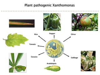 Learning from the pathogen towards tailored-sustainable resistance : the case study of Xanthomonas TAL effectors