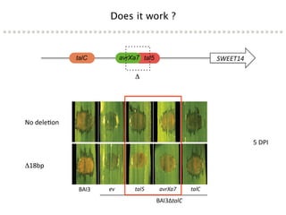Learning from the pathogen towards tailored-sustainable resistance : the case study of Xanthomonas TAL effectors