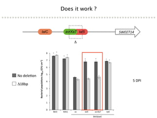 Learning from the pathogen towards tailored-sustainable resistance : the case study of Xanthomonas TAL effectors
