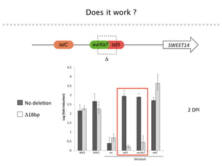 Learning from the pathogen towards tailored-sustainable resistance : the case study of Xanthomonas TAL effectors