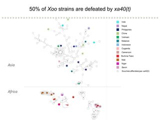 Learning from the pathogen towards tailored-sustainable resistance : the case study of Xanthomonas TAL effectors