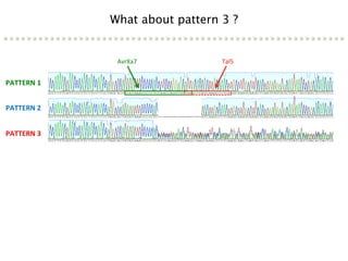 Learning from the pathogen towards tailored-sustainable resistance : the case study of Xanthomonas TAL effectors