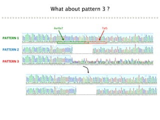 Learning from the pathogen towards tailored-sustainable resistance : the case study of Xanthomonas TAL effectors