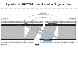Learning from the pathogen towards tailored-sustainable resistance : the case study of Xanthomonas TAL effectors