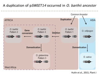 Learning from the pathogen towards tailored-sustainable resistance : the case study of Xanthomonas TAL effectors
