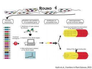 Learning from the pathogen towards tailored-sustainable resistance : the case study of Xanthomonas TAL effectors