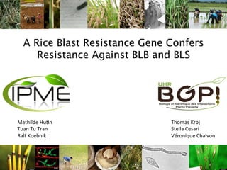 Learning from the pathogen towards tailored-sustainable resistance : the case study of Xanthomonas TAL effectors