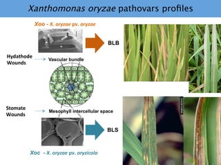 Learning from the pathogen towards tailored-sustainable resistance : the case study of Xanthomonas TAL effectors