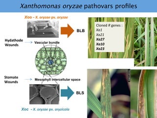 Learning from the pathogen towards tailored-sustainable resistance : the case study of Xanthomonas TAL effectors