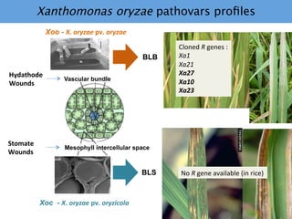 Learning from the pathogen towards tailored-sustainable resistance : the case study of Xanthomonas TAL effectors