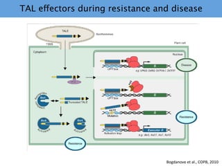 Learning from the pathogen towards tailored-sustainable resistance : the case study of Xanthomonas TAL effectors