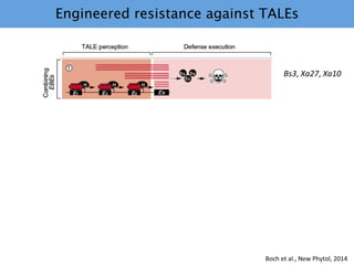 Learning from the pathogen towards tailored-sustainable resistance : the case study of Xanthomonas TAL effectors