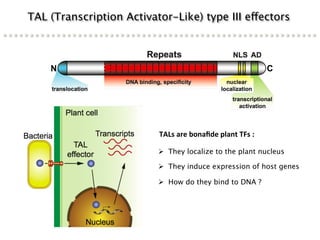 Learning from the pathogen towards tailored-sustainable resistance : the case study of Xanthomonas TAL effectors