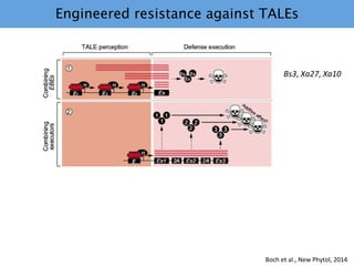 Learning from the pathogen towards tailored-sustainable resistance : the case study of Xanthomonas TAL effectors