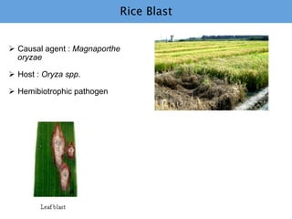 Learning from the pathogen towards tailored-sustainable resistance : the case study of Xanthomonas TAL effectors