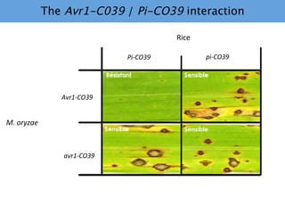 Learning from the pathogen towards tailored-sustainable resistance : the case study of Xanthomonas TAL effectors