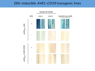 Learning from the pathogen towards tailored-sustainable resistance : the case study of Xanthomonas TAL effectors
