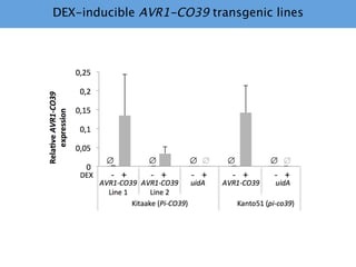 Learning from the pathogen towards tailored-sustainable resistance : the case study of Xanthomonas TAL effectors