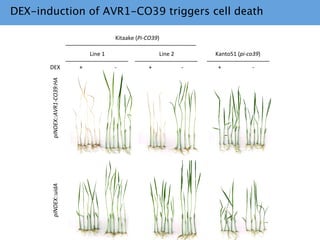 Learning from the pathogen towards tailored-sustainable resistance : the case study of Xanthomonas TAL effectors