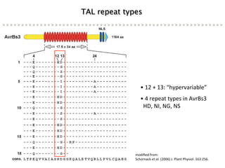 Learning from the pathogen towards tailored-sustainable resistance : the case study of Xanthomonas TAL effectors