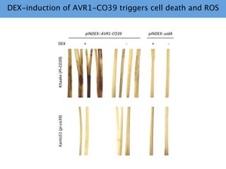 Learning from the pathogen towards tailored-sustainable resistance : the case study of Xanthomonas TAL effectors