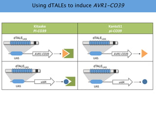 Learning from the pathogen towards tailored-sustainable resistance : the case study of Xanthomonas TAL effectors