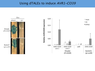 Learning from the pathogen towards tailored-sustainable resistance : the case study of Xanthomonas TAL effectors