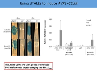 Learning from the pathogen towards tailored-sustainable resistance : the case study of Xanthomonas TAL effectors