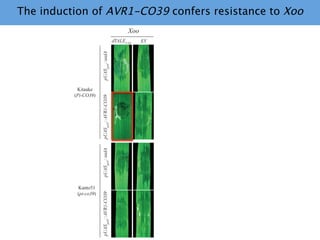 Learning from the pathogen towards tailored-sustainable resistance : the case study of Xanthomonas TAL effectors