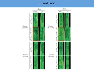 Learning from the pathogen towards tailored-sustainable resistance : the case study of Xanthomonas TAL effectors