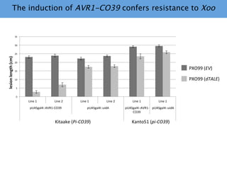 Learning from the pathogen towards tailored-sustainable resistance : the case study of Xanthomonas TAL effectors
