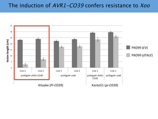 Learning from the pathogen towards tailored-sustainable resistance : the case study of Xanthomonas TAL effectors
