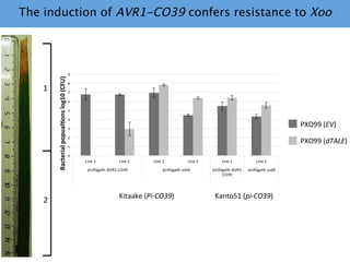 Learning from the pathogen towards tailored-sustainable resistance : the case study of Xanthomonas TAL effectors