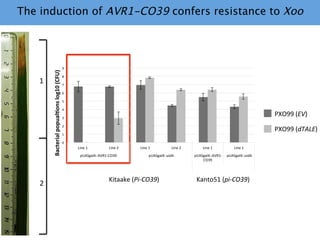 Learning from the pathogen towards tailored-sustainable resistance : the case study of Xanthomonas TAL effectors