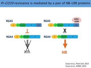 Learning from the pathogen towards tailored-sustainable resistance : the case study of Xanthomonas TAL effectors