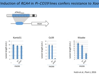 Learning from the pathogen towards tailored-sustainable resistance : the case study of Xanthomonas TAL effectors
