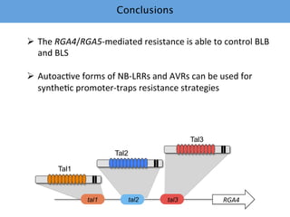 Learning from the pathogen towards tailored-sustainable resistance : the case study of Xanthomonas TAL effectors