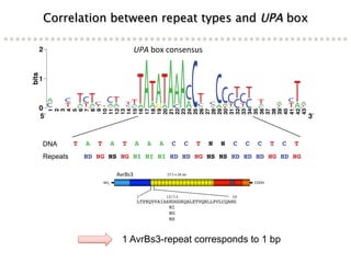 Learning from the pathogen towards tailored-sustainable resistance : the case study of Xanthomonas TAL effectors