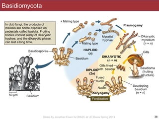 BIS2C. Biodiversity and the Tree of Life. 2014. L14. Fungi | PDF