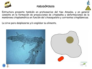 T-02-Estructura_microbiana-182B identificación de microorganismos | PDF