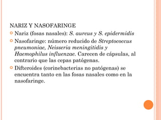 NARIZ Y NASOFARINGE
 Nariz (fosas nasales): S. aureus y S. epidermidis

 Nasofaringe: número reducido de Streptococcus
  pneumoniae, Neisseria meningitidis y
  Haemophilus influenzae. Carecen de cápsulas, al
  contrario que las cepas patógenas.
 Difteroides (corinebacterias no patógenas) se
  encuentra tanto en las fosas nasales como en la
  nasofaringe.
 
