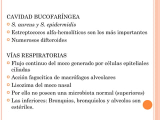 CAVIDAD BUCOFARÍNGEA
 S. aureus y S. epidermidis

 Estreptococos alfa-hemolíticos son los más importantes

 Numerosos difteroides



VÍAS RESPIRATORIAS
 Flujo continuo del moco generado por células epiteliales
  ciliadas
 Acción fagocítica de macrófagos alveolares

 Lisozima del moco nasal

 Por ello no poseen una microbiota normal (superiores)

 Las inferiores: Bronquios, bronquiolos y alveolos son
  estériles.
 