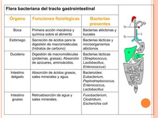 Flora bacteriana del tracto gastrointestinal

 Órgano       Funciones fisiológicas               Bacterias
                                                   presentes
   Boca       Primera acción mecánica y        Bacterias alóctonas y
              química sobre el alimento        bucales
 Estómago     Secreción de ácidos para la      Bacterias lácticas y
              digestión de macromoléculas      microorganismos
              (hidratos de carbono)            alóctonos
  Duodeno     Digestión de macromoléculas      Bacterias lácticas
              (proteínas, grasas). Absorción   (Streptococcus,
              de azúcares, aminoácidos.        Lactobacillus,
                                               Enterococcus)
  Intestino   Absorción de ácidos grasos,      Bacteroides:
  delgado     sales minerales y agua.          Eubacterium,
                                               Peptostreptococcus,
                                               Enterococcus,
                                               Lactobacillus
  Intestino   Retroabsorción de agua y         Fusobacterium,
   grueso     sales minerales.                 Clostridium,
                                               Escherichia coli
 